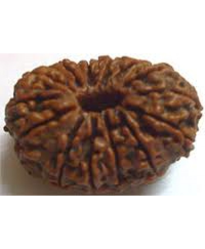 14 Mukhi Rudraksha